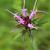 Vernonia glauca