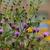 Vernonia glauca