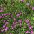 Flowers 'Iron Butterfly'