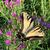 Flower with butterfly