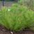 Vernonia lettermannii