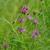 Vernonia lettermannii