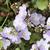Close up of flower