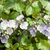Veronica 'Waterperry Blue'