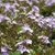 Veronica 'Waterperry Blue'