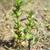 Stem and leaves