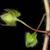 Hairy stem and bracts with fruit (Greensboro, NC)-Late Winter