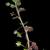 Plant with alternate leaves and bloom (Greensboro, NC)-Late Wint