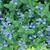 Veronica peduncularis