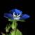 Blue flower with white center (Greensboro, NC)-Late Winter