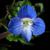 Close up of blue flower with white center