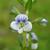 Veronica serpyllifolia
