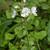Veronica serpyllifolia