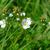 Veronica serpyllifolia