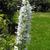 'Alba' flower