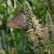 Veronicastrum virginicum