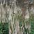 Veronicastrum virginicum