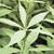 Veronicastrum virginicum