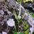 Veronicastrum virginicum