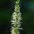Veronicastrum virginicum