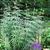 Veronicastrum virginicum