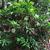 Viburnum awabuki 'Chindo' 