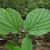Viburnum bracteatum