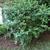 Viburnum foetidum