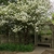 Large shrub shading an arbor & bench; spherical flower clusters
