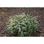 Viburnum obovatum 'Raulston Hardy'