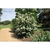 Viburnum plicatum 'Mary Milton'