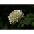 Viburnum plicatum 'Mary Milton'