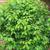 Viburnum prunifolium