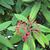 Viburnum rhytidophyllum