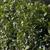 Viburnum suspensum