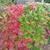 Viburnum opulus