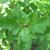 Viburnum opulus