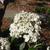 Viburnum 'Nantucket'