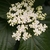 Cluster of whitish flowers