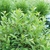 Form of the shrub