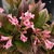 Tubular pink flowers