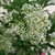 Flower cluster