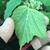 Underside of leaf