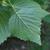 Underside of leaf