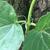 Stem