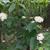 Form in bloom