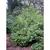 Viburnum bracteatum