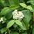 Leaves and flowers