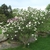 Viburnum x carlcephalum