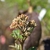 Viburnum carlesii